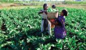 How small farmers are REVOLUTIONISING agriculture