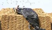 Govt to raise grain stock reserve