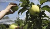 Uttarakhand gets its first apple cold chain