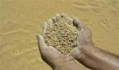 Bangladesh buys 50,000 tonnes of wheat from India