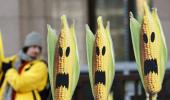 Biosafety data on GM corn raises concern: Greenpeace