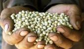 GM crops: One needs reason, not fear