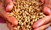 India wastes 21 mn tonnes of wheat every year