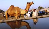 How illegal salt making threatens Sambhar Lake's ecology