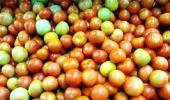 Tomatoes remain costlier at upto Rs 80/kg