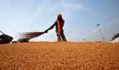 Sebi's new norms for commodities could see sugar, wheat delisted