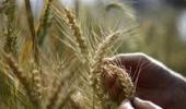 Wheat output expected to fall further