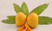 Ban on Alphonso mangoes: India to take up the issue with EU