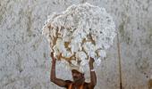 No end to cotton farmers' woes in Maharashtra