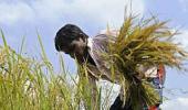 Environment min gives conditional nod to modify food crop