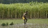 Should India stop growing sugarcane?