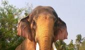 Renting an elephant in Kerala? Pay Rs 4.5 lakh a day!