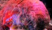 SpiceJet puts passengers at risk, celebrates Holi mid-air