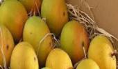 UK hosts round-table over Indian mango ban