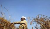 Air pollution reduced wheat crop in India by 50%