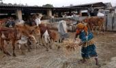 Now, govt to use MNREGA for rescue of cows!