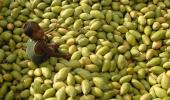 EU agrees to lift import ban on Indian mangoes