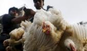 Chicken prices surge to record as heat wave kills millions of birds