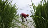 Modi seeks quick boost to irrigation as drought looms