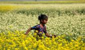 The desi genetic engineer and his fine crop of mustard