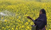 Thanks to Modi's push, GM mustard set to hit Indian markets