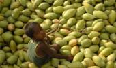 Mango exports to further dip this year