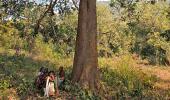 Industry will soon be able to fell trees without tribal consent