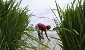 Father of Green Revolution on what Modi must do to revive farming