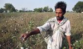 India 'not scared' if Monsanto leaves, as GM cotton row escalates