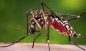 How Indian industry is tapping dengue opportunity