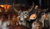 Attacks on India's beef industry hit buffalo meat trade