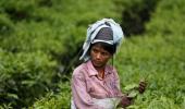 Note ban: In Assam's tea gardens cash is perennially in demand