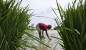 Agriculture needs to take centre stage in Budget: Arvind Subramanian