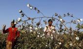 Monsanto threatens to re-evaluate India biz over Bt cotton row