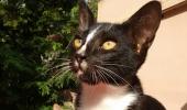 Employees to get leave to 'grieve' if their pets die