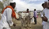 Unable to sell cattle, farmers have a beef with Modi's BJP