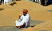 Wheat Blast at India's doorsteps, govt says no need to panic