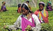India Tea Exports...