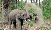 Chhattisgarh's elephantine problem