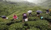 Priced tea falls prey to Darjeeling unrest