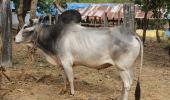 Why Nagori bull calves are suddenly so precious