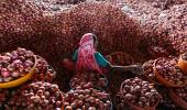 Why onion price has hit 8-month high