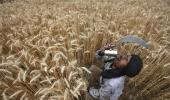 MSP hike may hit India's farm exports