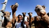 Camel milk, the new superfood