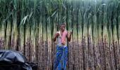 Will new Maha govt sweeten the lives of cane growers?