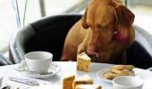 Nestle now out to woo man's best friend