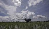 IMD tweaks monsoon forecast to help plan crops better