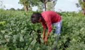 Maharashtra produces variety of crops, yet farmers are starving