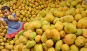 More bad news for mango lovers!