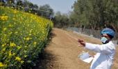 GEAC clears environmental release of GM mustard